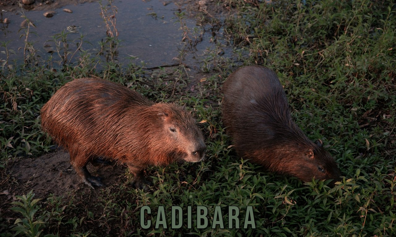 Cadibara resting near a South American riverbank surrounded by lush vegetation and wetlands